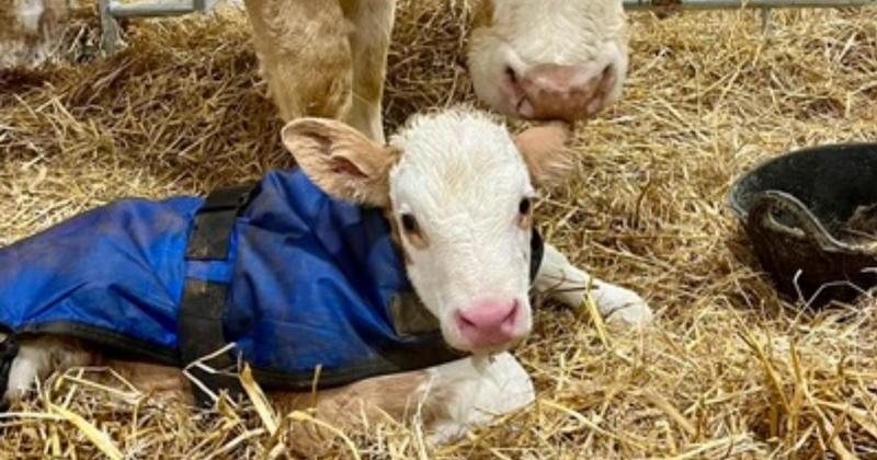 Meet the calf born on New Year's Day at a Norfolk farm