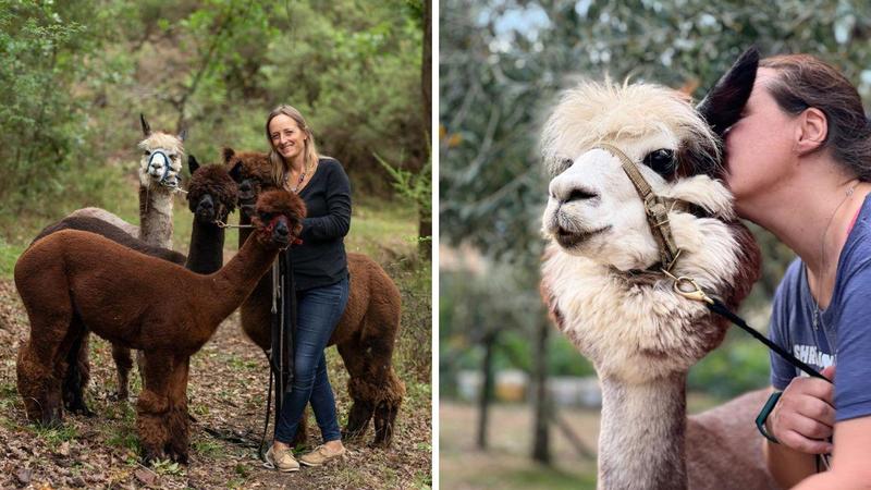 Alpaca e lama, che passione