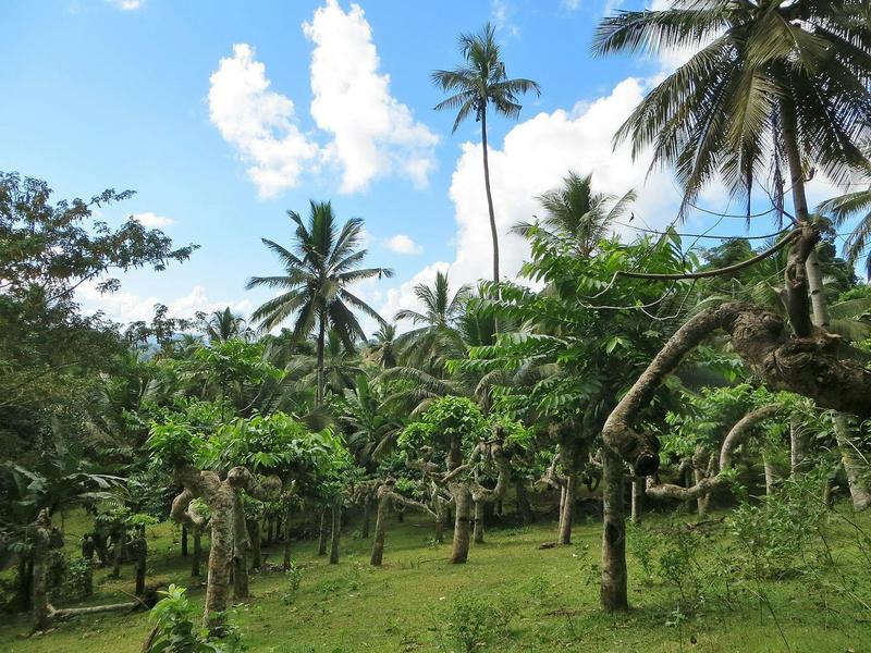 Mayotte : un modèle agricole informel et résilient