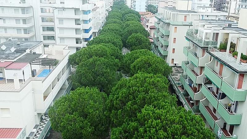 Abbattimento dei pini di Lido di Savio, i cittadini non ci stanno e depositano un reclamo