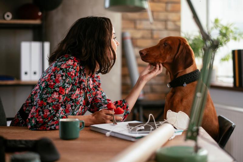 Cani, sospesa la supertassa anti-abbandono