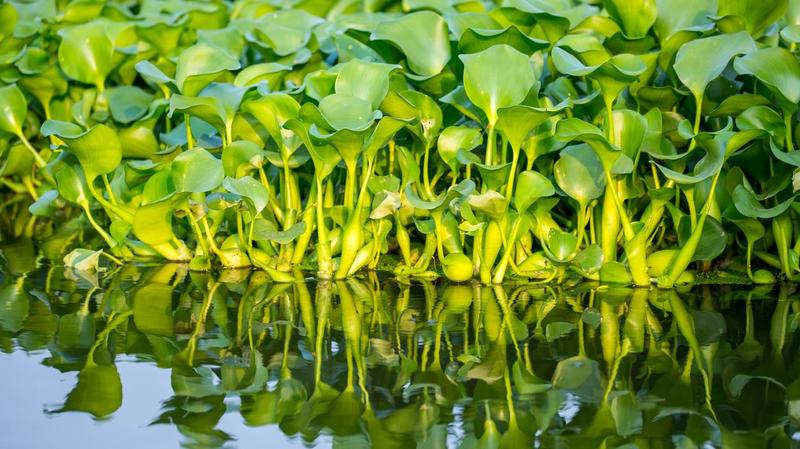 Specie aliene, l’invasione delle piante transformers “minaccia per l’ecosistema”. Napoleone, il giacinto d’acqua (e le sanzioni)