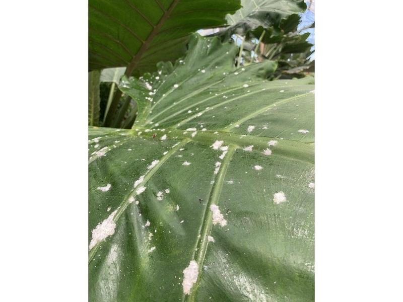 GARDEN CLIPPINGS: Mealybugs the bane of tropical plants