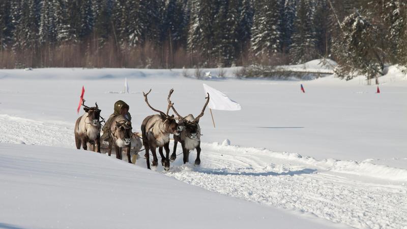 Artico e scioglimento dei ghiacci, dal permafrost si liberano metano (e antrace). La storia delle renne nella penisola Jamal