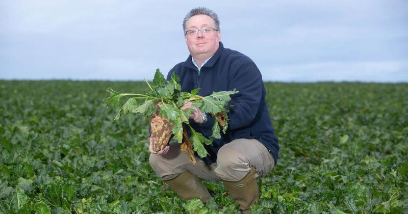 Emergency pesticide refusal leaves beet crops exposed to virus threat, warn farmers