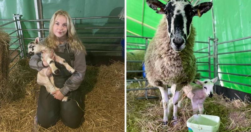 Get up close to newborn lambs at Norfolk attraction as hit event makes return