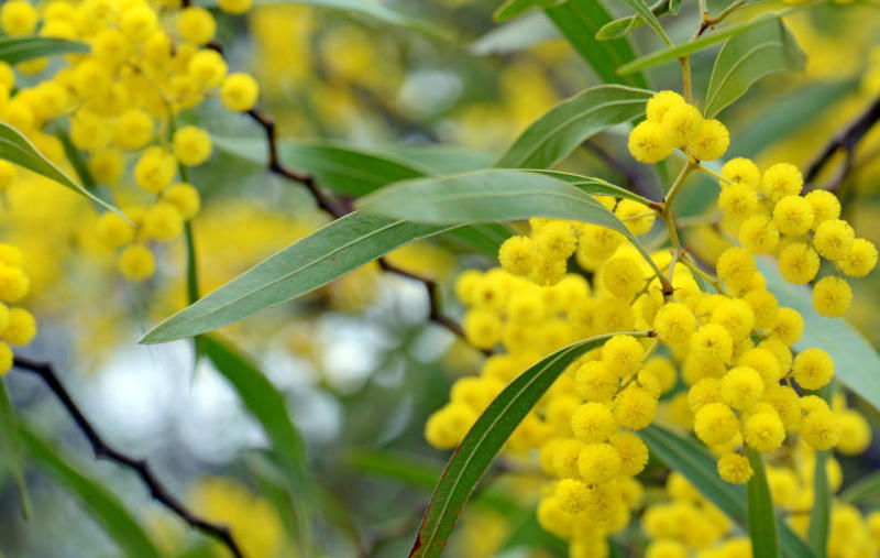 When it comes to Australia Day, wattle stop the arguments?