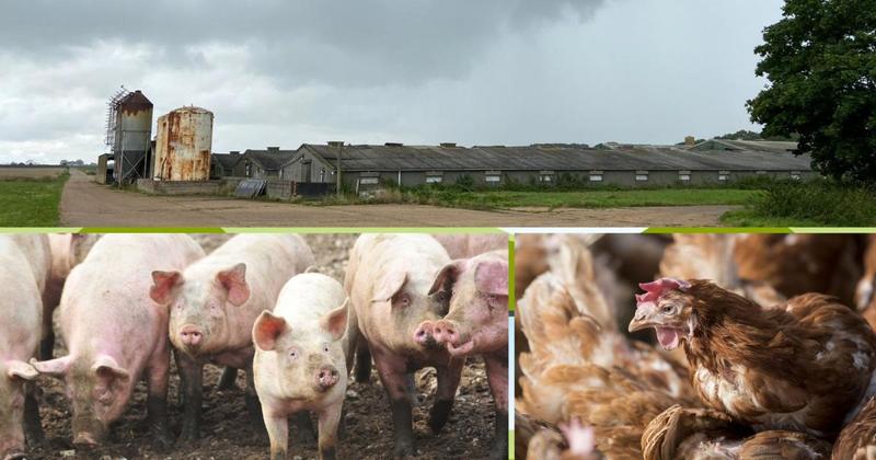 'US-style megafarm' planned for Norfolk village met with huge opposition