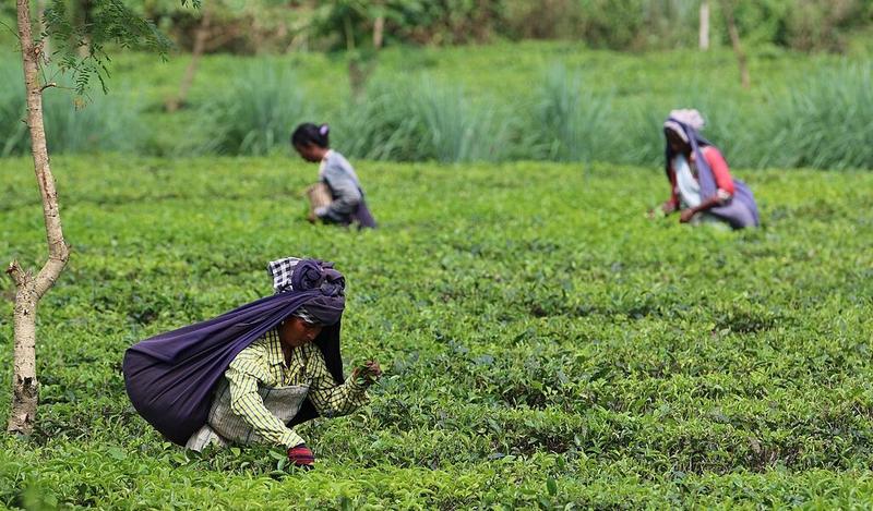 Are Deliberate Documentation Errors Denying Bengal Tea Workers Access to State Welfare?