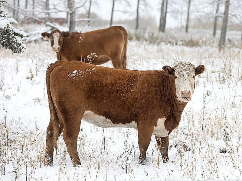 Food for Thought: Management, planning prepares cattle for winter