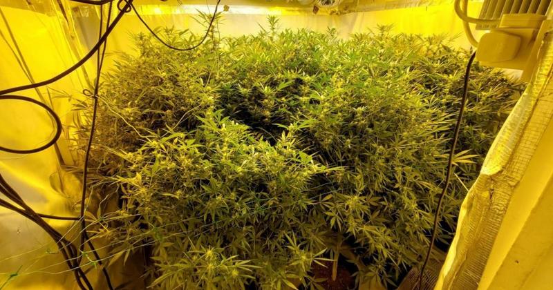 Cannabis factory with more than 300 plants found in seaside town