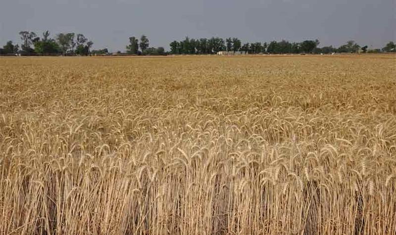 Why wheat production matters