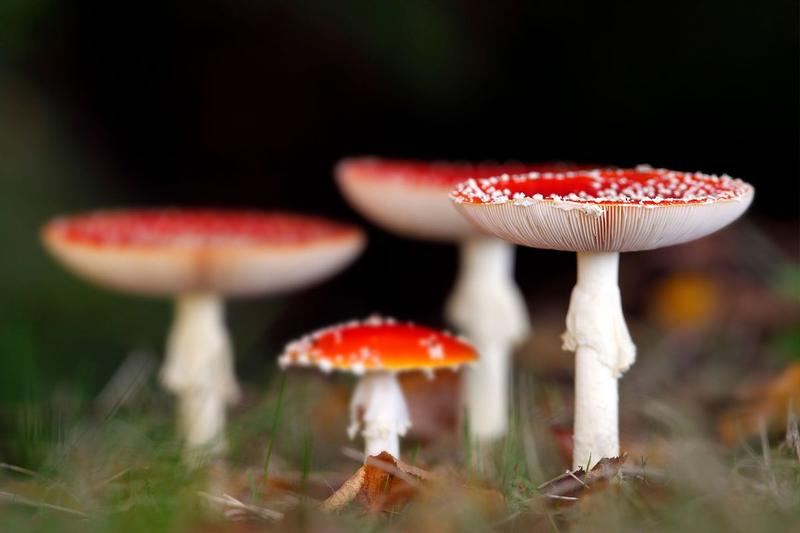 The gospel according to Amanita muscaria, the world’s most charismatic mushroom