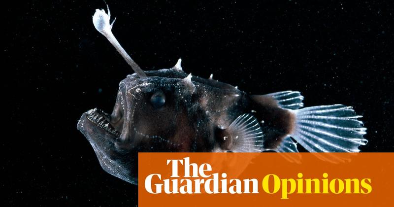 How do I know young women are not OK? Their devastation over a doomed anglerfish