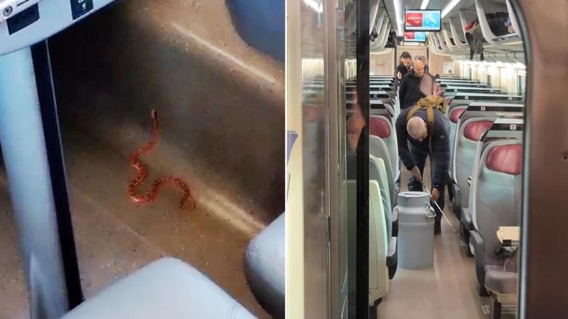 Allarme serpente sul treno: Frecciarossa fermo, tutti i passeggeri a terra