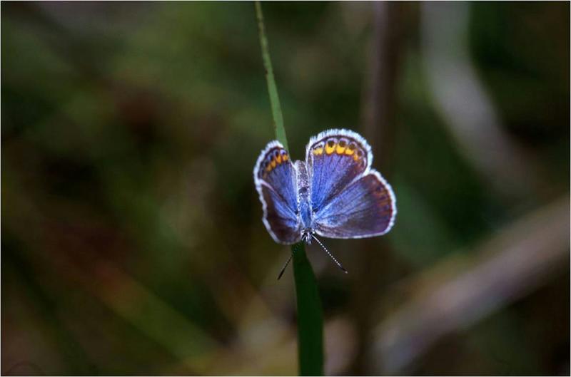 Butterflies declined by 22% in just 2 decades across the US